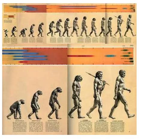 人类进化过程 - 业百科