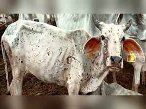 Lumpy virus: Rajasthan government bans animal fairs as Lumpy virus ...