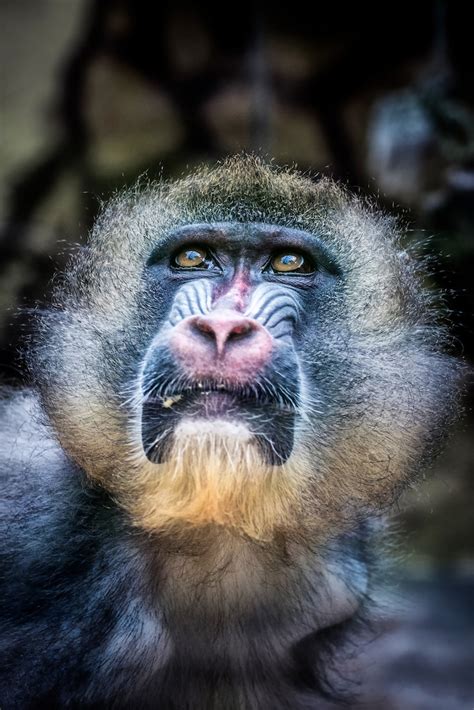 Images de Singe 4k – Téléchargement gratuit sur Freepik