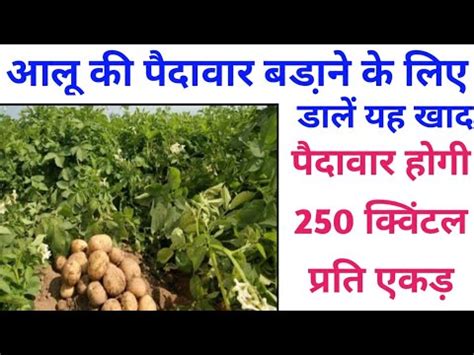 How to increase potato yield?