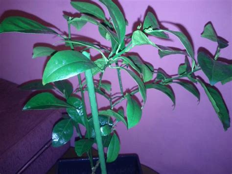 Bu ağacın adı nedir? (öğrendiklerini yazmayanların bitkileri) - Page 21 ...