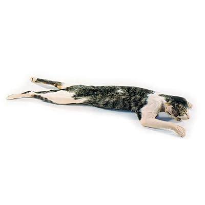Anatomy Lab Preserved Cat Specimen for Dissection, India | Ubuy