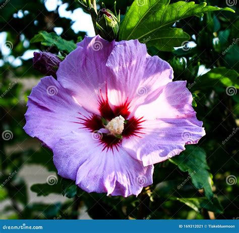 Purple Hibiscus Flower