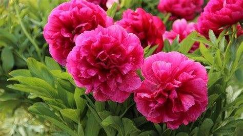 When are peonies in season? A professional florist…