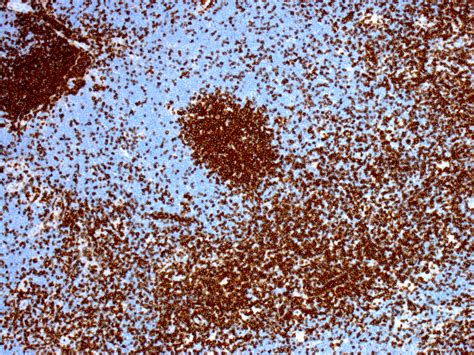 Image result for Faces CD3