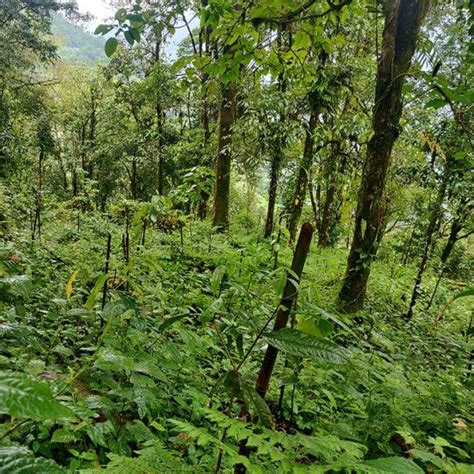 Gurpurab Tree Plantation: Celebrate Guru Nanak Jayanti with Seva – Grow ...