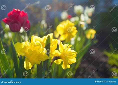 Spring Flower 的图像结果