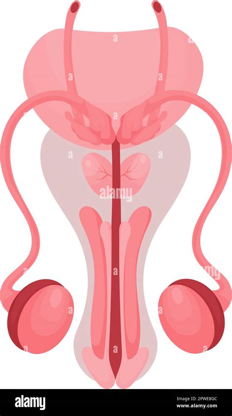 Male Reproductive System Animation 的图像结果