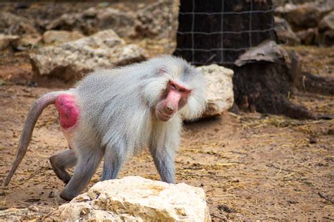Getting Cheeky with Primates: A Look at Red and Blue Monkey Butts - A-Z ...