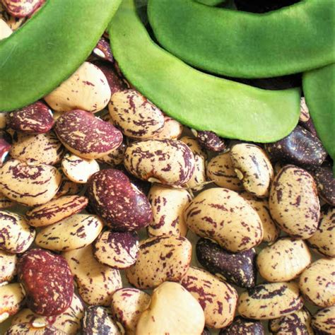 Jackson Wonder Lima Bean Seed | Speckled Baby Butter Beans Purple ...