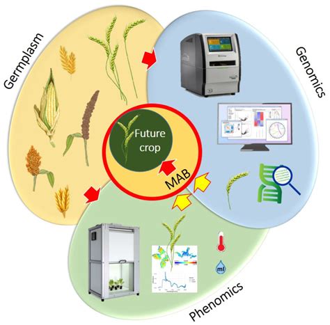 Selective Breeding Ancient Biotechnology Examples 的图像结果