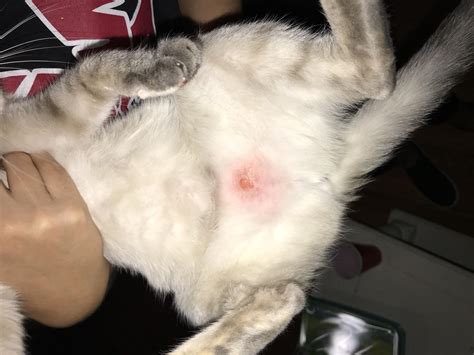 Cat Hot Spots Made Simple: Symptoms, Relief, and When to See a Vet