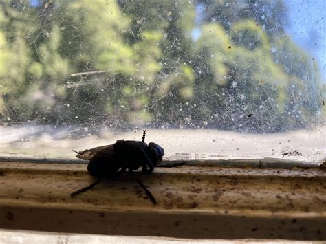 Giant black fly? Cicada? Horsefly? : r/whatisthisbug