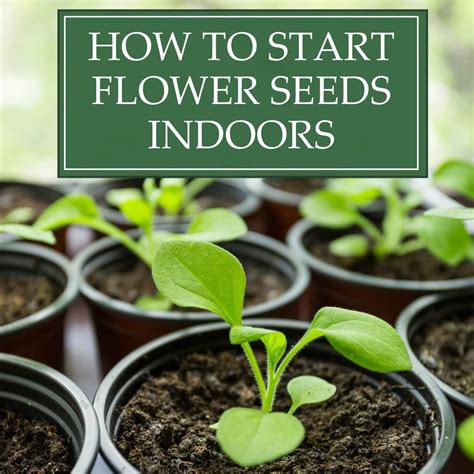 Start Planting Seeds Indoors