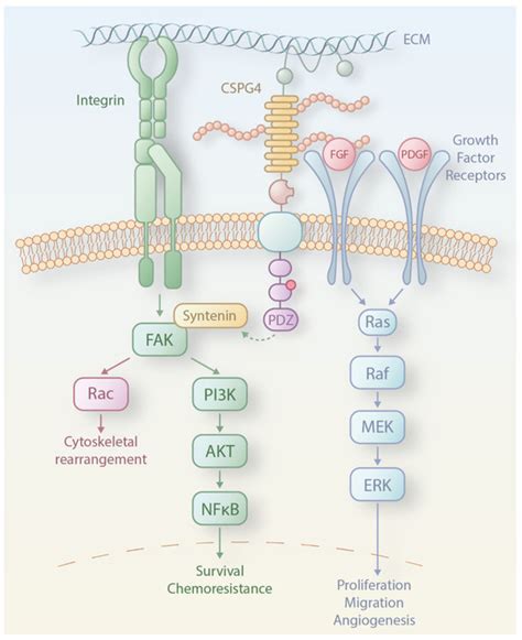 Chondroitin Sulfate Proteoglycan 4 (CSPG4) as an Emerging Target for ...