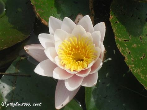 Image result for Turtle Java Eclipse
