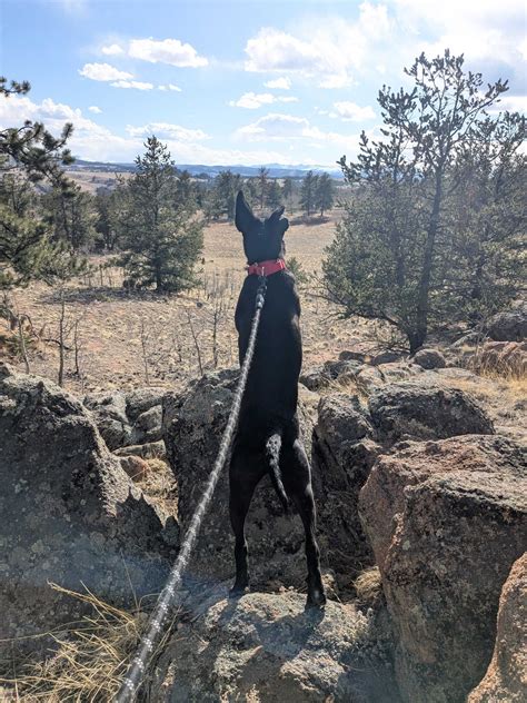 Keeping Your Pets Safe Around Wildlife - Humane Society of Boulder Valley