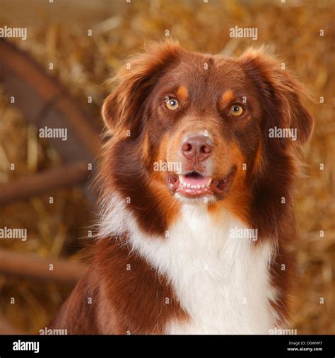Australian Shepherd, male dog, red-tri |Australian Shepherd, Ruede, red ...