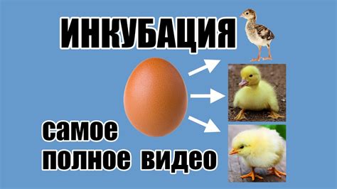 Схема инкубации куриных яиц в инкубаторе золушка
