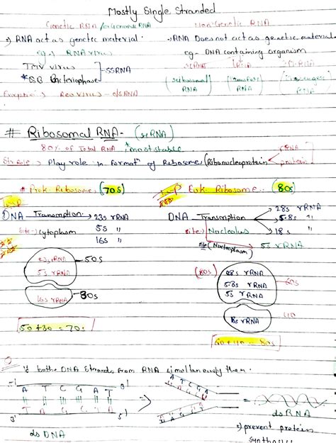 DNA Transformation Class 12 的图像结果