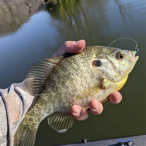 Image result for Shellcracker Fishing 2014