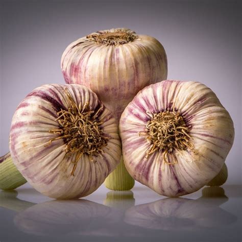 Buy garlic (French softneck) bulb or Allium sativum var. sativum ...