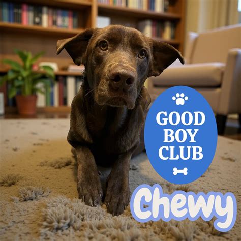 Dog for adoption - Chewy - NC, a Chocolate Labrador Retriever Mix in ...