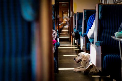 Are Dogs Allowed On Trains