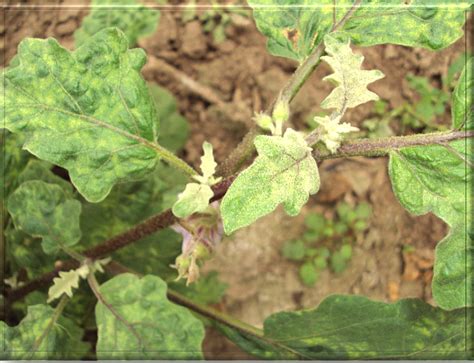 TNAU Agritech Portal :: Crop Protection