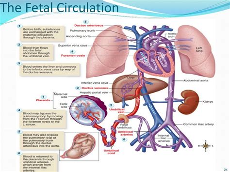 PPT - Chapter 15 The Circulation of the Blood PowerPoint Presentation ...