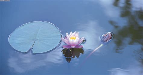 THE FIVE SHEATHS OF BEING