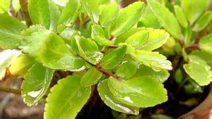 HALDER Bryophyllum Pinnatum/Patharchatta Plant Price in India - Buy ...