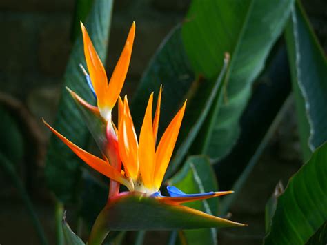 Strelitzia reginae - Bird of Paradise Flower | World of Flowering Plants