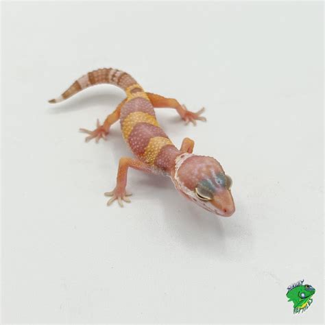 Albino Leopard Gecko Morphs