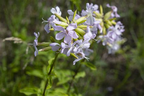 Provin Trails Park in Kent County - mlive.com