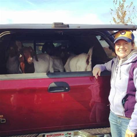 Image result for Loading Goats On Trailer