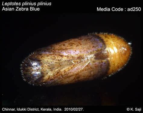 Leptotes plinius | Butterfly