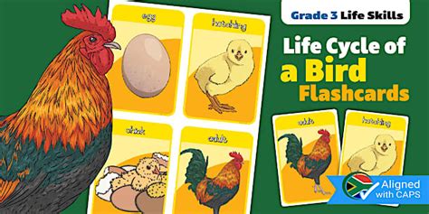Gr3 Life Skills Term 2 Life Cycle of a Bird Flashcards (CAPS)