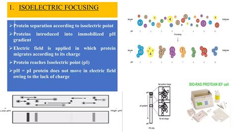 2D Gel Electrophoresis | PPTX