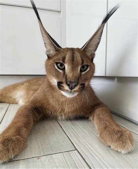 Image result for Division MIT Dem Restoring Algorithm
