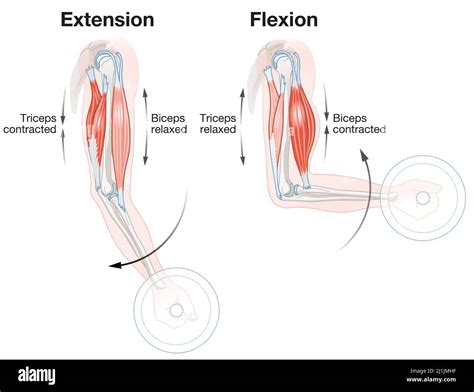 Image result for Extension Muscle Movement
