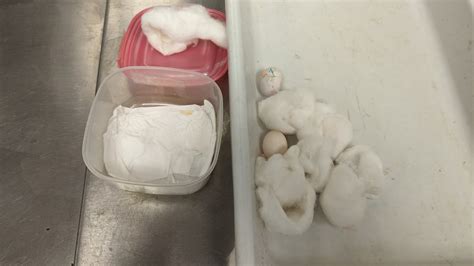 Duck, pigeon hatching eggs intercepted at Detroit Metro Airport | FOX 2 ...