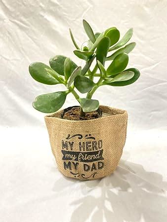 Sapling World Original Kuberakshi (Crassula Ovata) Vastu Plant, Jade ...