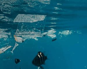WEF 2025: 25 countries unite to fight against global plastic pollution ...