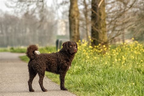 Curly-Coated Retriever Dog Breed Health and Care | PetMD