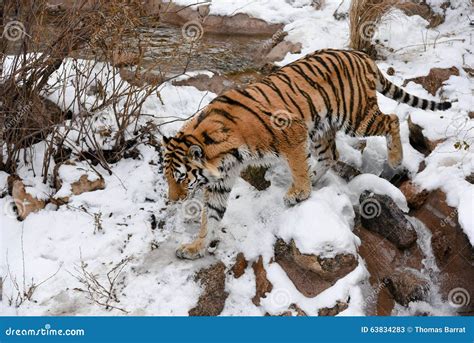 Beautiful Siberian Tiger in the Snow Stock Image - Image of face, food ...