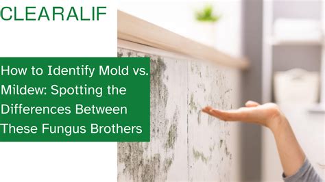 Mold Vs Mildew The Main Differences Between Mold And Mildew Black Mold