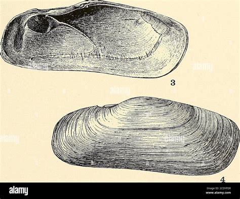 Mollusca Pelecypoda