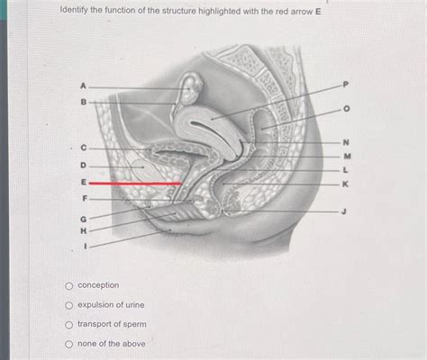 Solved Identify the function of the structure highlighted | Chegg.com