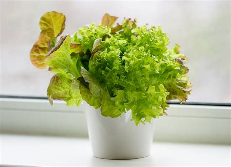 How to Grow Vegetables Indoors, From Lettuce to Potatoes